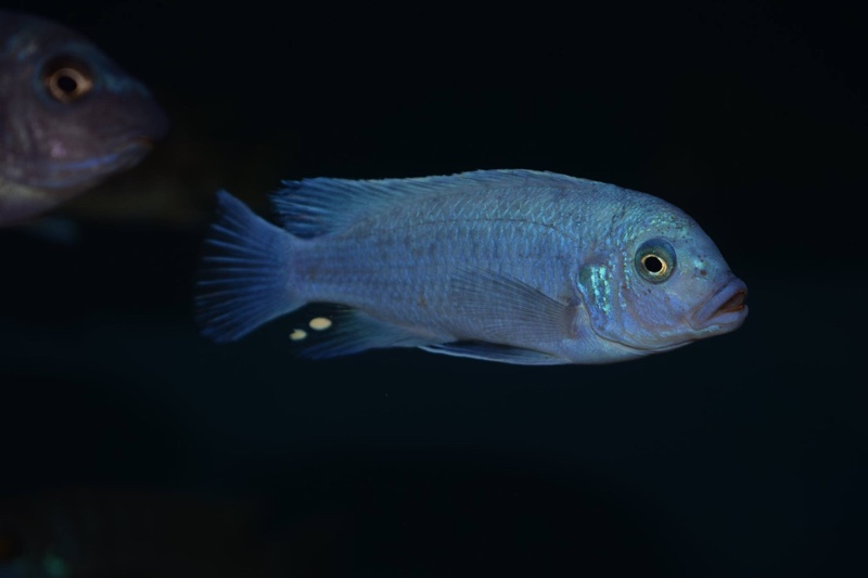 Maylandia callainos 'Nakantenga Reef'